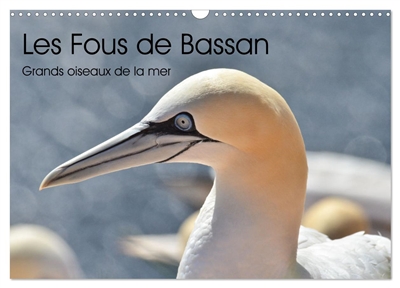 Fous de Bassan : Grands oiseaux marins (Calendrier mural 2026 DIN A3 vertical), CALVENDO calendrier mensuel : A la découverte d'un excellent plongeur: le Fou de Bassan