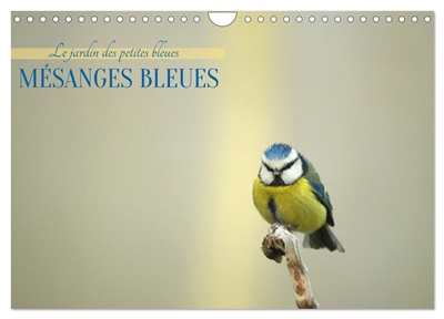 Mésanges bleues (Calendrier...