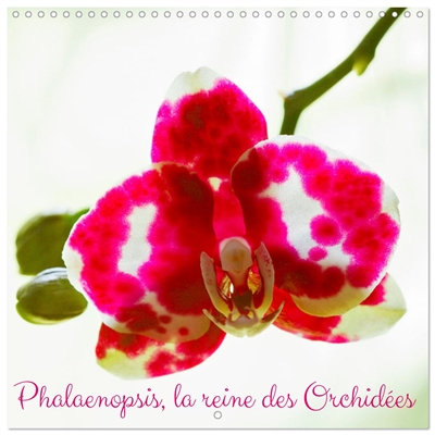 Phalaenopsis, la reine des...