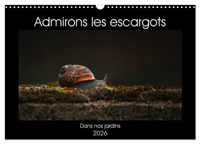 Admirons les escargots...