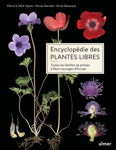 Plantes à fleurs sauvages : toutes les familles botaniques d'Europe