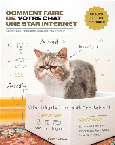 Comment faire de votre chat une star Internet : un guide pour faire fortune