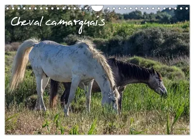 Cheval camarguais (Calendrier mural 2026 DIN A4 vertical), CALVENDO calendrier mensuel : La beauté du cheval semi-sauvage