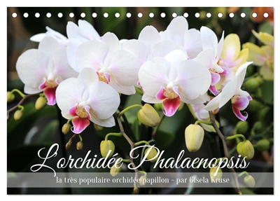 L'orchidée Phalaenopsis...