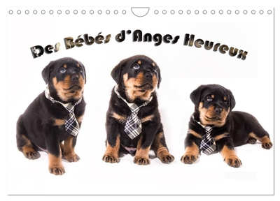 Des Bébés d'Anges Heureux (Calendrier mural 2025 DIN A4 vertical), CALVENDO calendrier mensuel : Le Rottweiler, race canine de toute beauté, impressionnant, il est surtout une boule de poil à aimer.