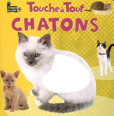 Touche à tout Chatons