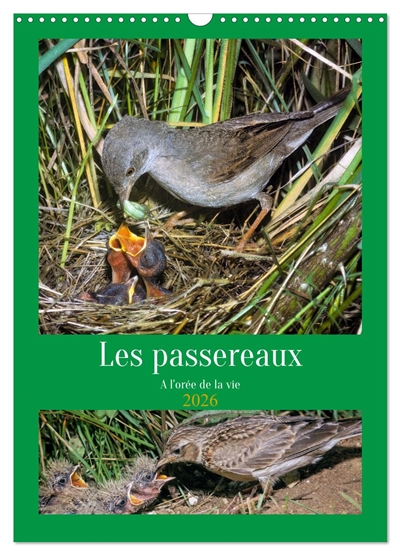 Les passereaux à l'orée de...