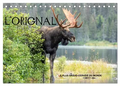 L'ORIGNAL, LE PLUS GRAND CERVIDE DU MONDE (Calendrier de bureau 2026 DIN A5 vertical), CALVENDO calendrier mensuel : 13 Photographies du plus grand cervidé des forêts d'Amérique du Nord