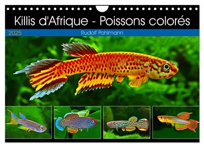 Killis d'Afrique : Poissons colorés (Calendrier mural 2025 DIN A4 vertical), CALVENDO calendrier mensuel