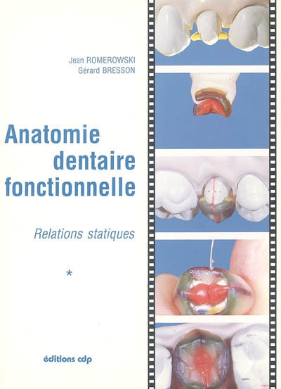 Anatomie dentaire fonctionnelle : relations statiques