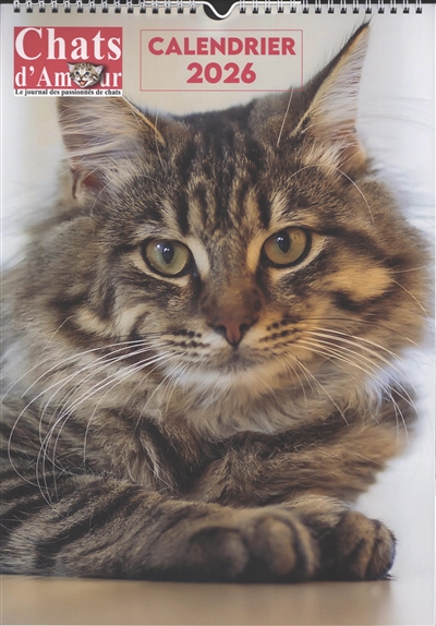 Chatons mignons : calendrier 2026