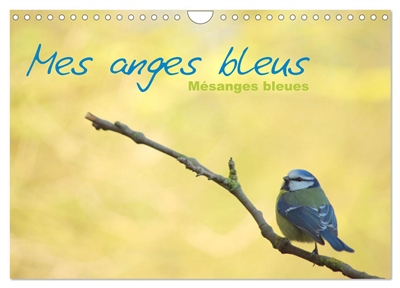 Mes anges bleus "mésanges bleues" (Calendrier mural 2025 DIN A4 vertical), CALVENDO calendrier mensuel : Mésanges bleues d'Europe