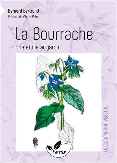 La bourrache : une étoile au jardin !