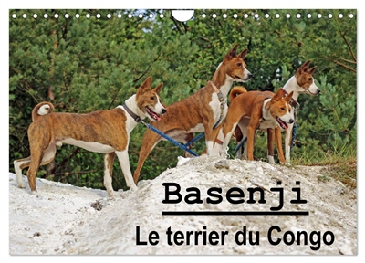 Basenji Le terrier du Congo (Calendrier mural 2025 DIN A4 vertical), CALVENDO calendrier mensuel : Le Basenji est une race de chien originaire de Centrafrique