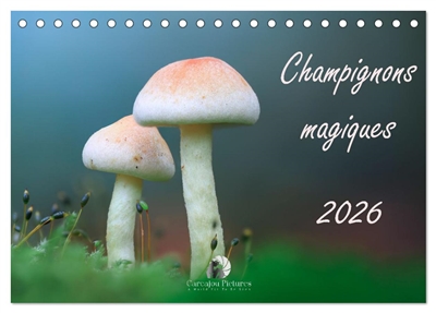 Champignons magiques...