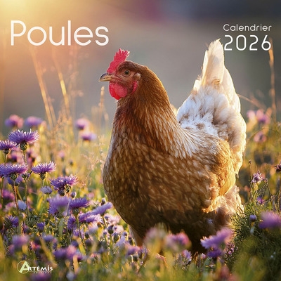 Poules : calendrier 2026 :...