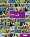 Rapaces : un guide + un carnet de terrain