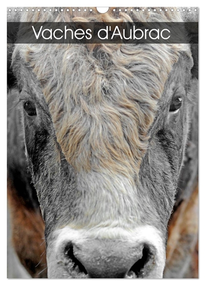 Vaches d'Aubrac (Calendrier...