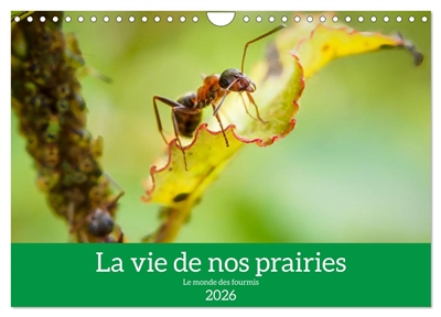 La vie de nos prairies : Le monde des fourmis (Calendrier mural 2026 DIN A4 vertical), CALVENDO calendrier mensuel : Voici un petit regard sur la vie fascinante des fourmis