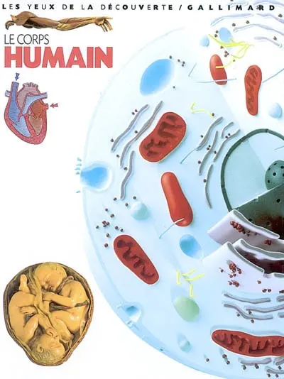 Le corps humain