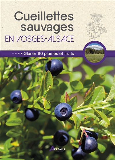 Cueillettes sauvages en Vosges-Alsace : glaner 60 plantes et fruits