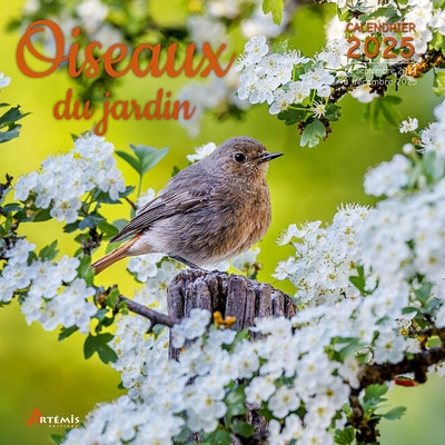 Oiseaux du jardin :...