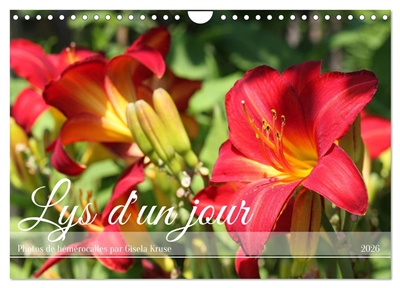 Lys d'un jour (Calendrier...