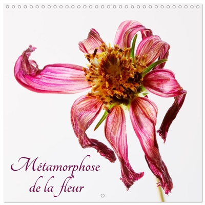Métamorphose de la fleur...