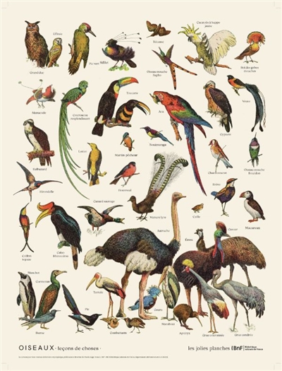 Oiseaux : leçons de choses