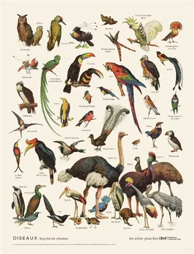 Oiseaux : leçons de choses