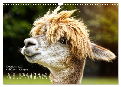 Alpagas, doudous aux...