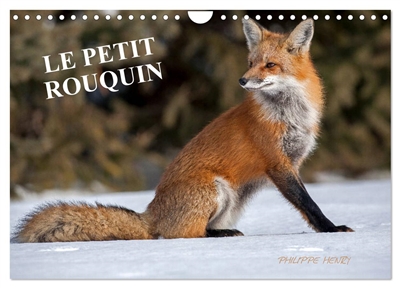 LE PETIT ROUQUIN (Calendrier mural 2025 DIN A4 vertical), CALVENDO calendrier mensuel : 13 photos de renards au fil des quatre saisons