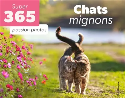 Chats mignons : passion photos