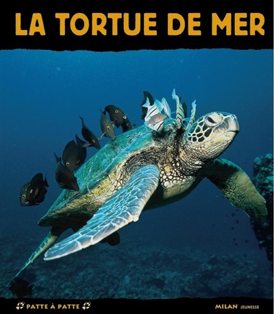 La tortue de mer