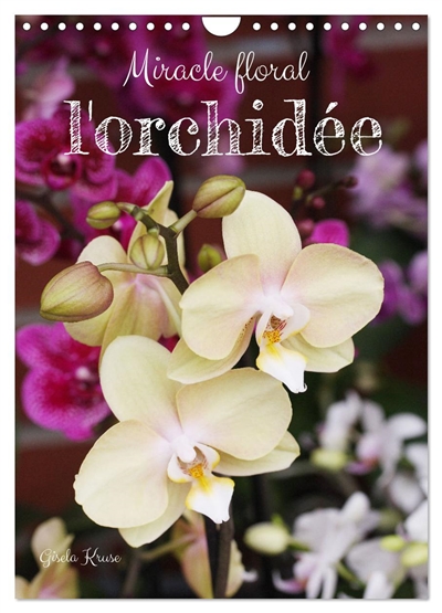 Miracle floral l'orchidée...