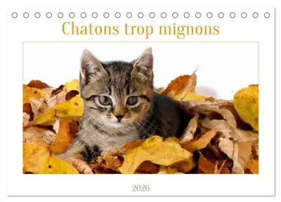 Chatons trop mignons (Calendrier de bureau 2026 DIN A5 vertical), CALVENDO calendrier mensuel : Les premières semaines des chatons