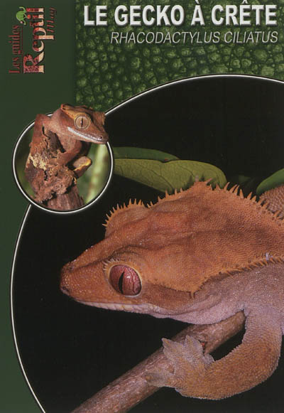 Le gecko à crête de Nouvelle-Calédonie : Rhacodactylus ciliatus