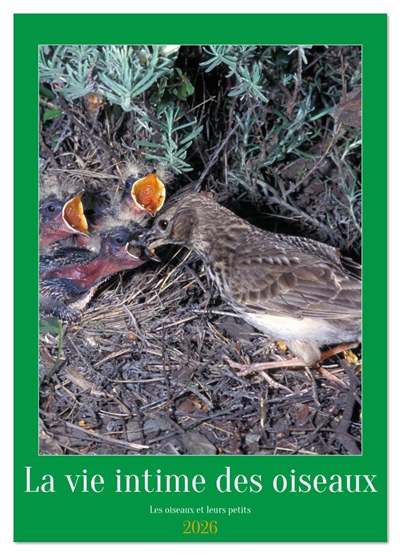 La vie intime des oiseaux Les oiseaux et leurs petits (Calendrier mural 2026 DIN A4 horizontal), CALVENDO calendrier mensuel : Rencontre avec les oiseaux de nos contrées