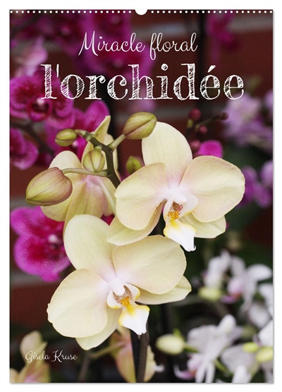 Miracle floral l'orchidée...