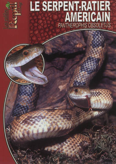 Le serpent-ratier américain : Pantherophis obsoletus (Elaphe obsoleta)