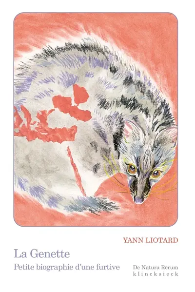 La genette : petite biographie d'une furtive