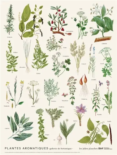 Plantes aromatiques : galerie de botanique