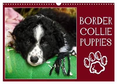 Border collie puppies (Calendrier mural 2025 DIN A3 vertical), CALVENDO calendrier mensuel : Photos adorables de chiots border collie