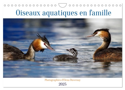 Oiseaux aquatiques en...