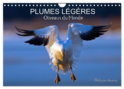 PLUMES LEGERES. Oiseaux du...