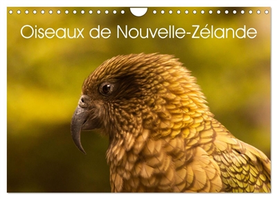 Oiseaux de Nouvelle-Zélande...