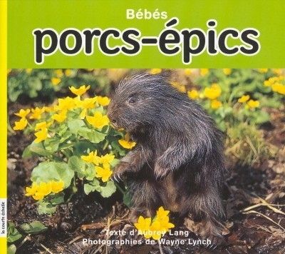 Bébés porcs-épics