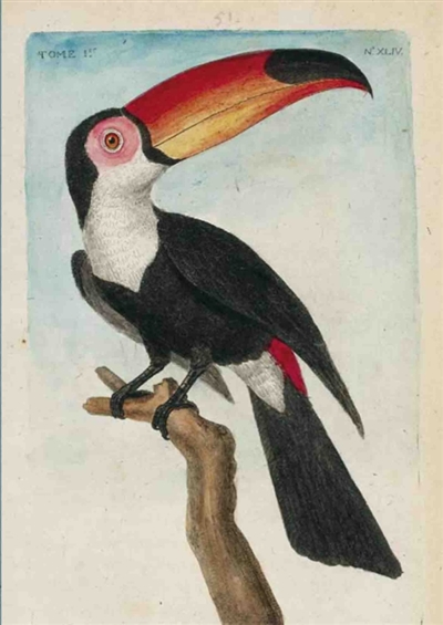 Carnet Blanc, Toucan, dessin 18e siècle