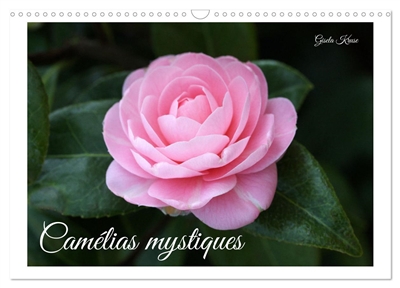 Camélias mystiques...