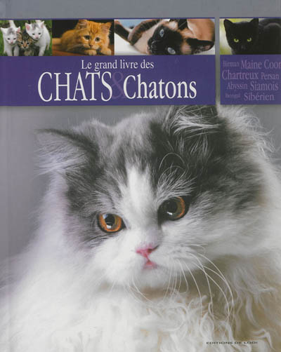 Chats et chatons